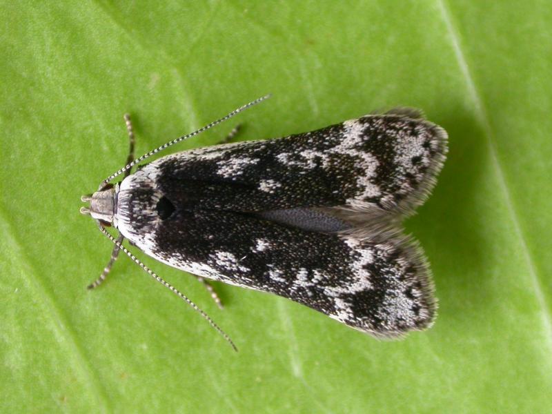 anacampsis-blattariella-gelechiid-recording-scheme